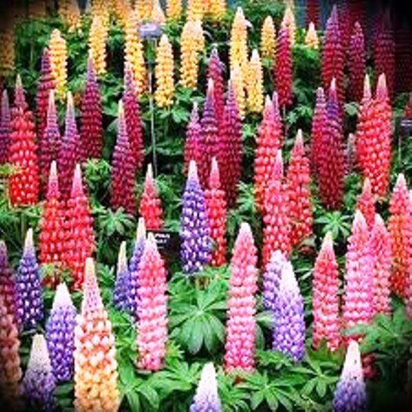 Other Business Farming Industry FLOWERS LUPINUS HARTWEGII